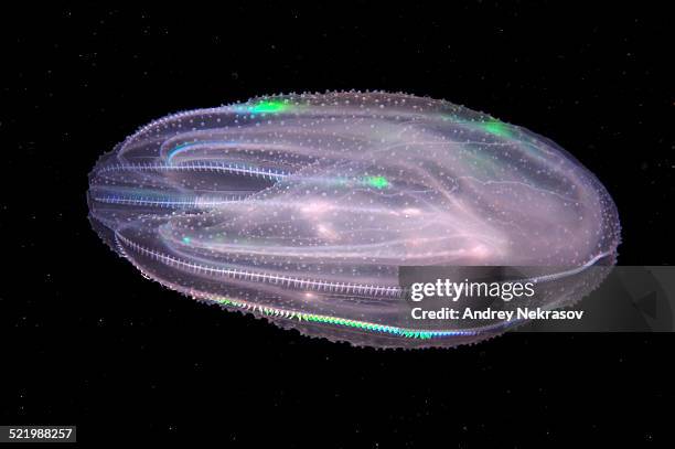 warty comb jelly or sea walnut -mnemiopsis leidyi-, black sea, crimea, russia - comb jelly stock pictures, royalty-free photos & images
