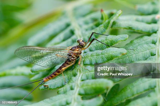 Ephemeridae Insect 11 Ephemeridae Stock Photos, High-Res Pictures, and Images - Getty Images