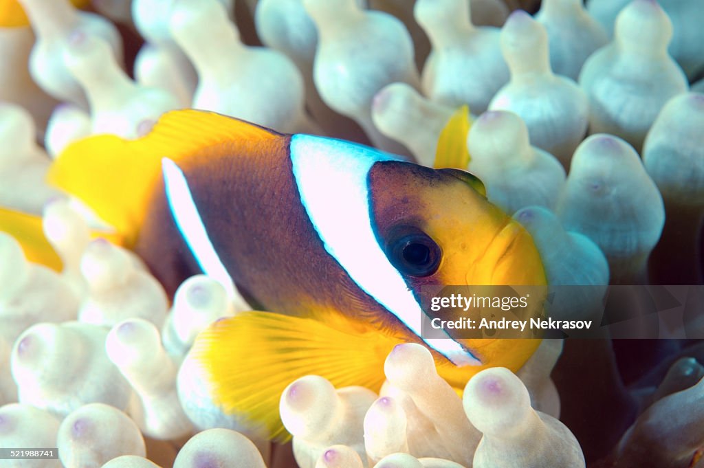 Red Sea Clownfish -Amphiprion bicinctus-, Red Sea, Egypt