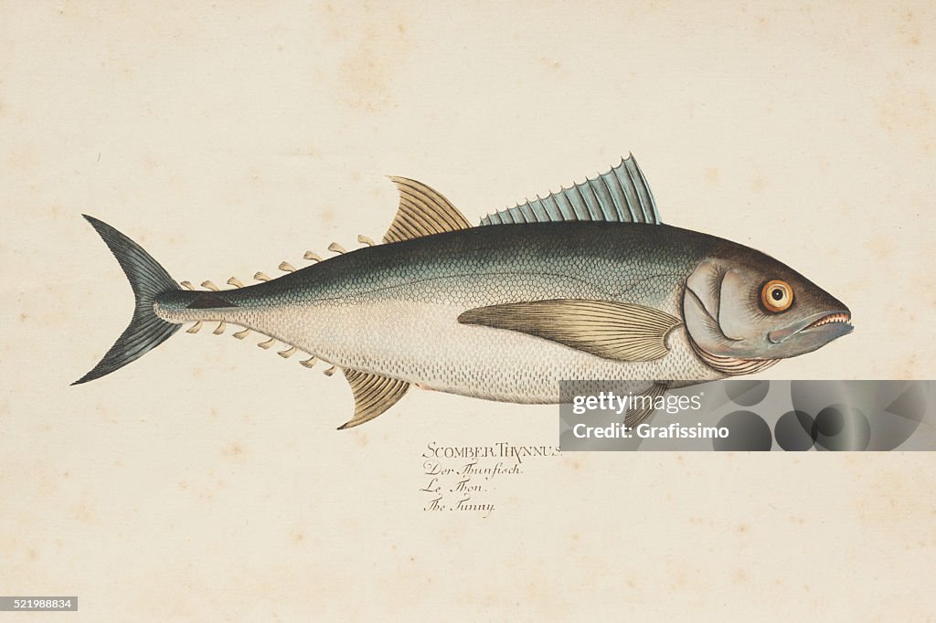 Gravur Thunfisch Thunfisch von 1785