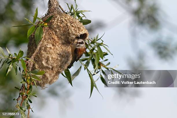 penduline tit -remiz pendulinus-, approaching the nest to supply feed for young, mecklenburg-western pomerania, germany - eurasian penduline tit stock pictures, royalty-free photos & images