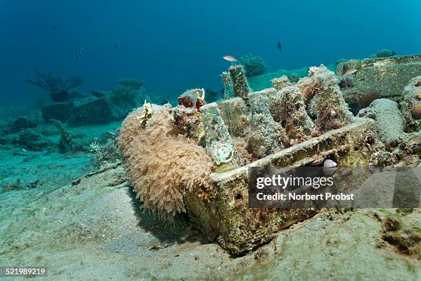 environmental sin, overgrown, box with empty bottles, seagrass meadow, makadi bay, red sea, hurghada, egypt - hiding rubbish stock-fotos und bilder