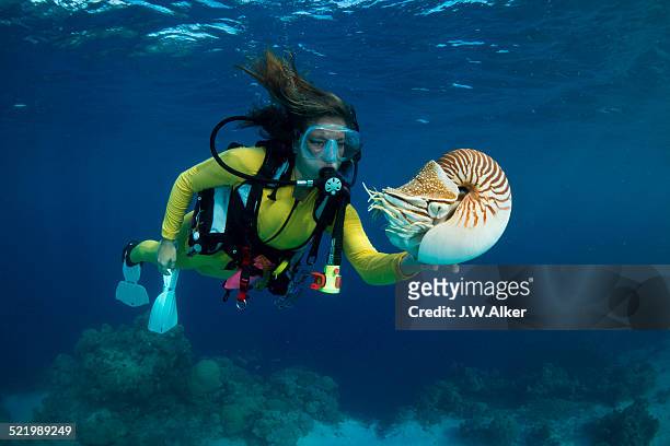 scuba diver watching a palau nautilus -nautilus belauensis-, palau - scuba diving girl - fotografias e filmes do acervo