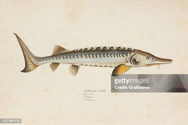 engraving european sea sturgeon fish from 1785 - sturgeon stock illustrations