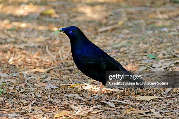 satin bowerbird -ptilonorhynchus violaceus-, adult, male, on ground with nesting material, south australia, australia - satin bowerbird stock pictures, royalty-free photos & images