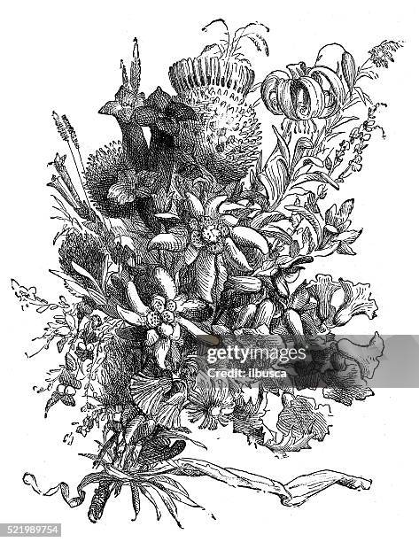 antique illustration of switzerland: alpine flowers - edelweiss flower stock illustrations