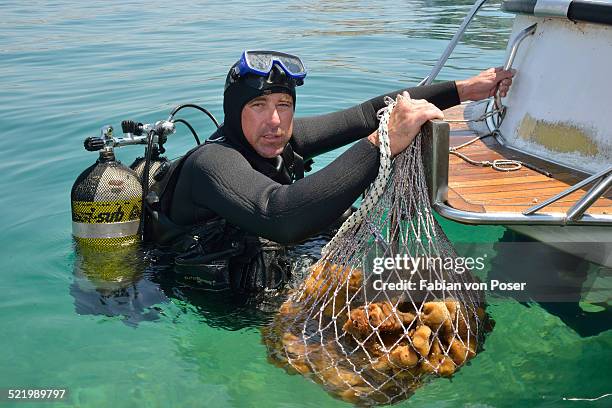 sponge diver with a net full of sponges of the genus dalmata fina, krapanj, sibenik-knin, adriatic, croatia - dalmata stock pictures, royalty-free photos & images