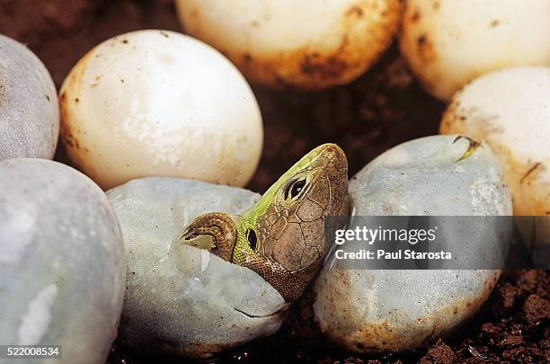 lizard hatching