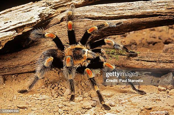 brachypelma smithi (mexican red-knee tarantula) - mexican redknee tarantula stock pictures, royalty-free photos & images