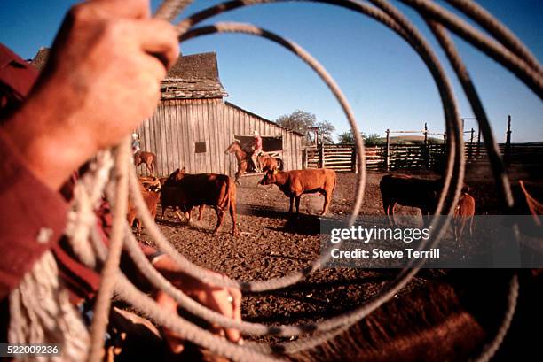 Cowhands Ranch 164 Lasso Male Business Stock Photos, High-Res Pictures, and Images ...