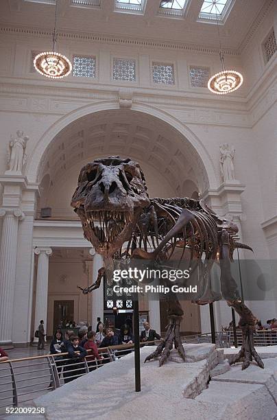 children looking at "sue" - field museum stockfoto's en -beelden