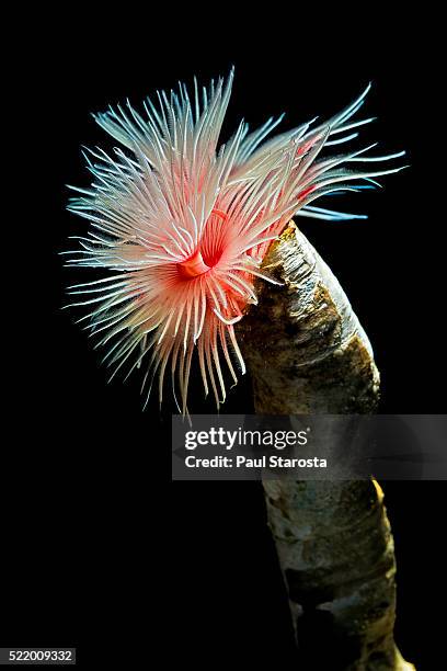 protula bispiralis (hard tube coco worm, red fanworm) - red tube worm stock pictures, royalty-free photos & images