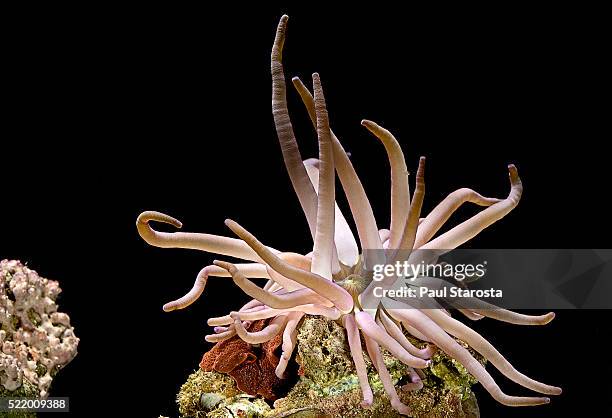 condylactis gigantea (giant caribbean anenone) - condylactis anemone stock pictures, royalty-free photos & images
