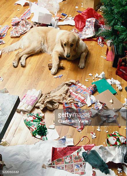 mischievous dog - dog christmas present stock pictures, royalty-free photos & images