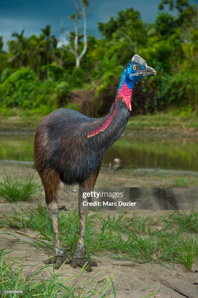 Cassowary (Casuarius casuarius)