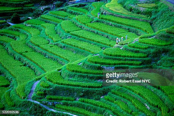 rice farming on terraced field - satoyama scenery stock-fotos und bilder