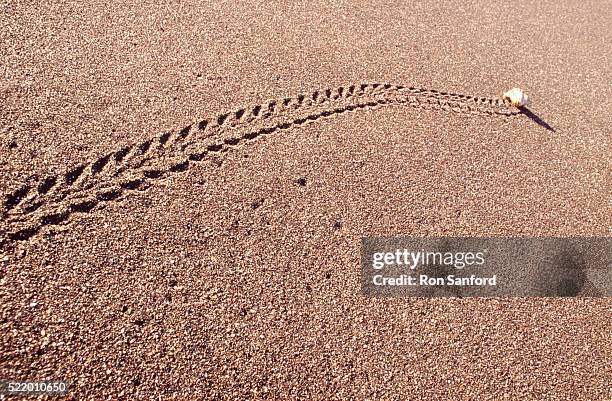 hermit crab making tracks - galapagos, ecuador - hermit crab stock pictures, royalty-free photos & images