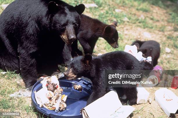 scavenging bears - american black bear stock pictures, royalty-free photos & images