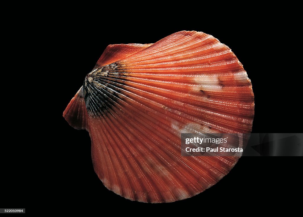 Pecten flabellum