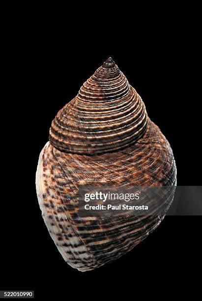 Littorinia Littorina Littorea Photos and Premium High Res Pictures - Getty Images