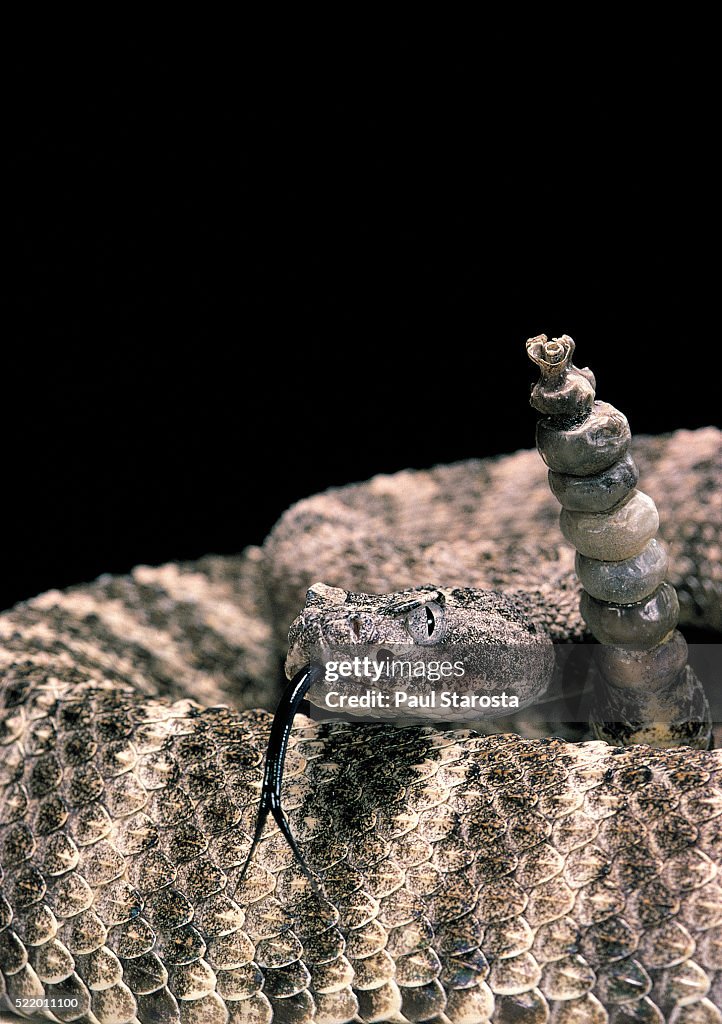 Crotalus tigris (tiger rattlesnake)