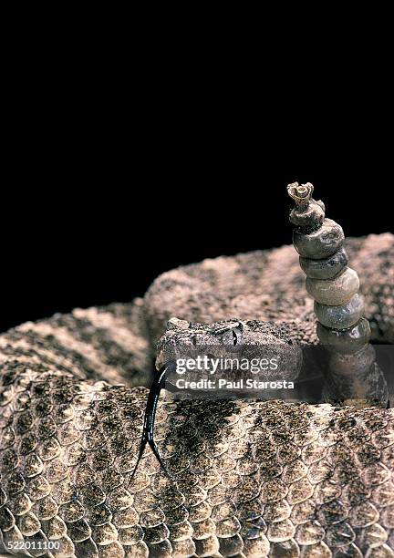 crotalus tigris (tiger rattlesnake) - tiger rattlesnake stock pictures, royalty-free photos & images