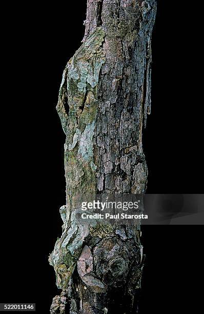 uroplatus sikorae (mossy leaf-tailed gecko) - geco foto e immagini stock