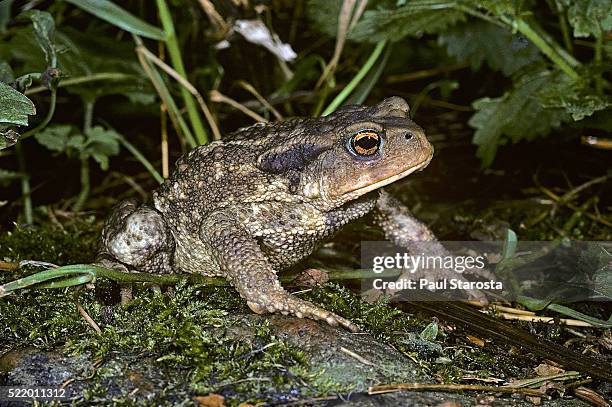 bufo bufo (european toad, common toad) - toad stock pictures, royalty-free photos & images