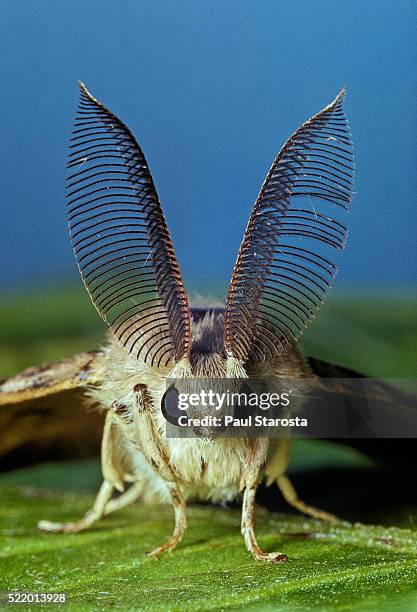 lymantria dispar (gypsy moth) - male portrait - mariposa nocturna fotografías e imágenes de stock