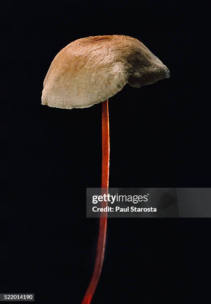 marasmius scorodonius (parachute fungus) - marasmius stock pictures, royalty-free photos & images