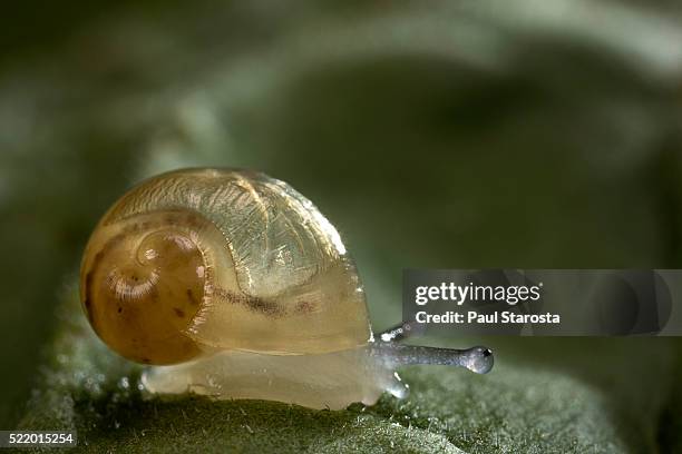 helix aspersa maxima (brown garden snail) - newly hatched - hatch stock-fotos und bilder