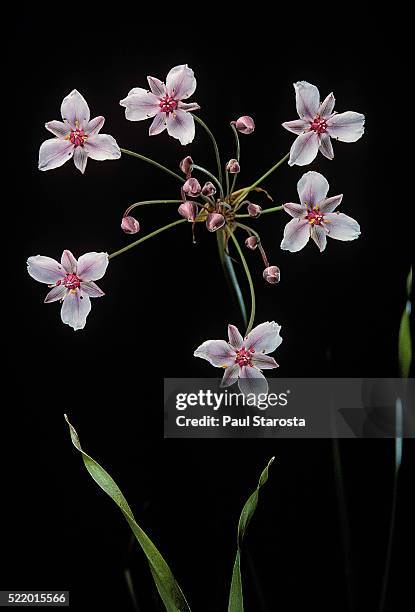butomus umbellatus (flowering rush, grass rush) - umbellatus stock pictures, royalty-free photos & images