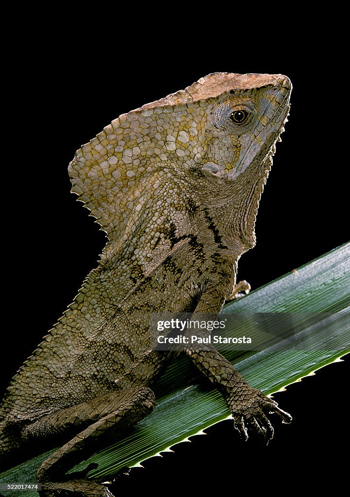 Corytophanes cristatus (helmeted iguana)