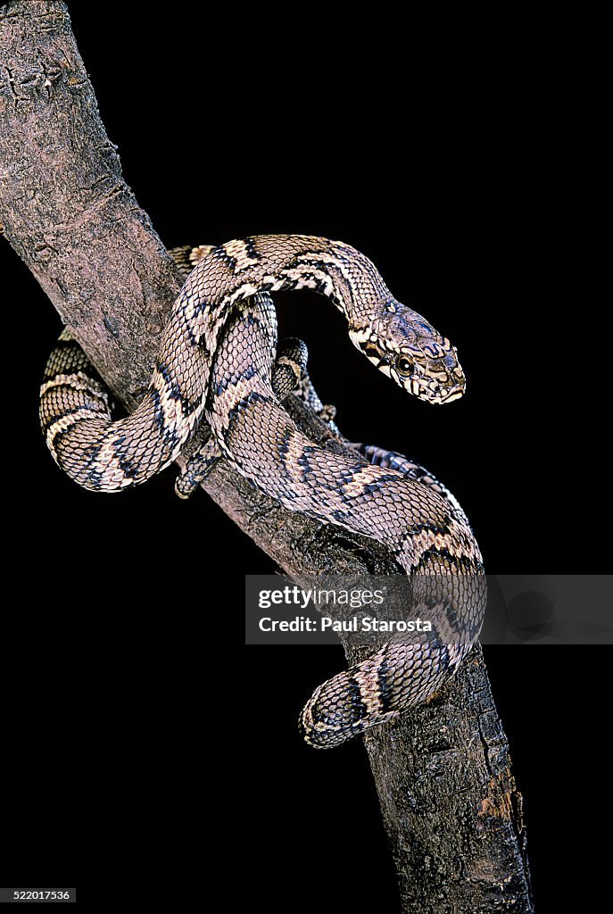 Elaphe schrencki schrencki (Amur rat snake)