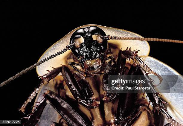 blaberus giganteus (giant cockroach) - cockroach stock pictures, royalty-free photos & images