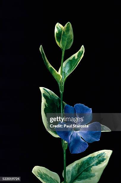 vinca major 'variegata' (bigleaf periwinkle, greater periwinkle, blue periwinkle, big periwinkle) - vinca major stock pictures, royalty-free photos & images