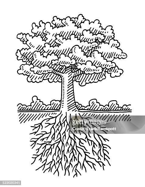  Ilustraciones de Tree Drawing With Roots - Getty Images