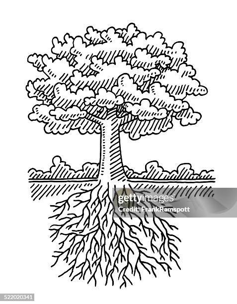 Ilustraciones de Tree Drawing With Roots - Getty Images Ilustraciones de Tree Drawing With Roots - Getty Images