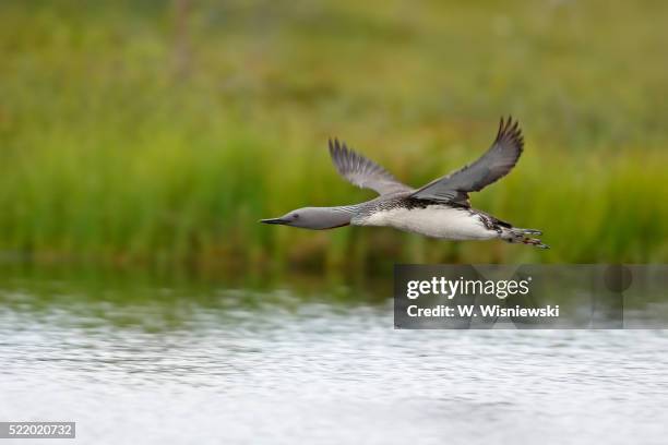 red-throated diver (gavia stellata) - duiker freshwater bird stockfoto's en -beelden