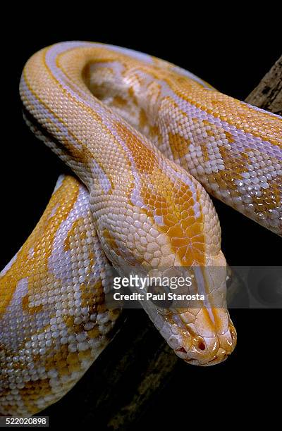python molurus bivittatus f. labyrinth albino - python molurus bivittatus stock pictures, royalty-free photos & images
