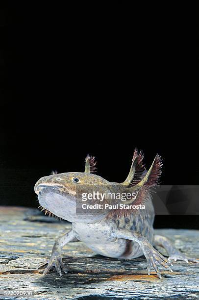 ambystoma mexicanum (axolotl) - axolotl stock pictures, royalty-free photos & images