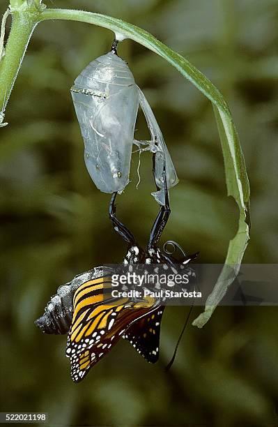 danaus plexippus (monarch butterfly) - emerged from pupa - kokong bildbanksfoton och bilder