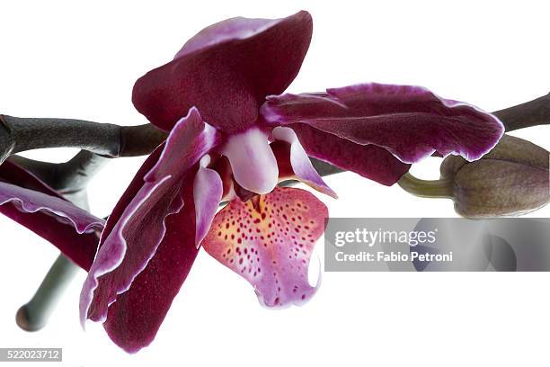 phalaenopsis taida peael2 - taida stock pictures, royalty-free photos & images