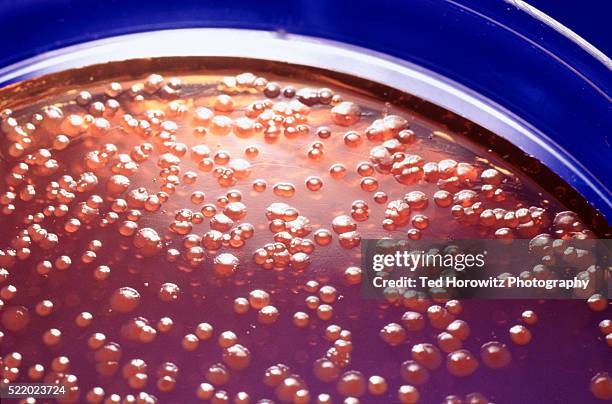 salmonella bacteria - salmonella bacterium stockfoto's en -beelden