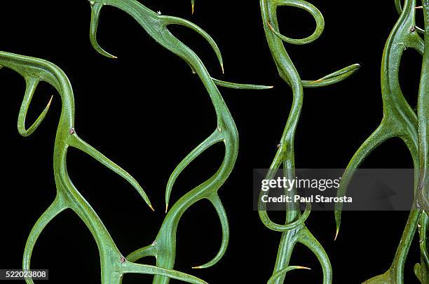 poncirus trifoliata 'flying dragon' (trifoliate orange, japanese bitter-orange) - trifoliate stock pictures, royalty-free photos & images