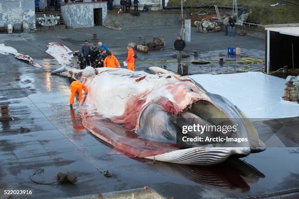 finback whale being skinned - pesca de baleia - fotografias e filmes do acervo