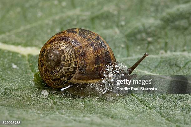 helix aspersa maxima (brown garden snail) - producing a defensive froth of mucus - mucus stock pictures, royalty-free photos & images