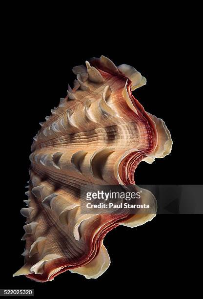 tridacna noae - giant clam stock pictures, royalty-free photos & images