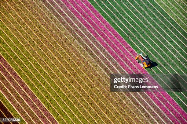 netherlands, burgervlotbrug, tulip fields - north holland - fotografias e filmes do acervo