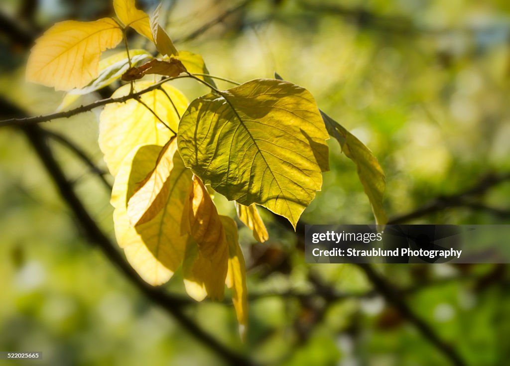 Changing Leaves